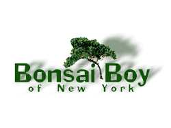 recommended-indoor-bonsai-trees